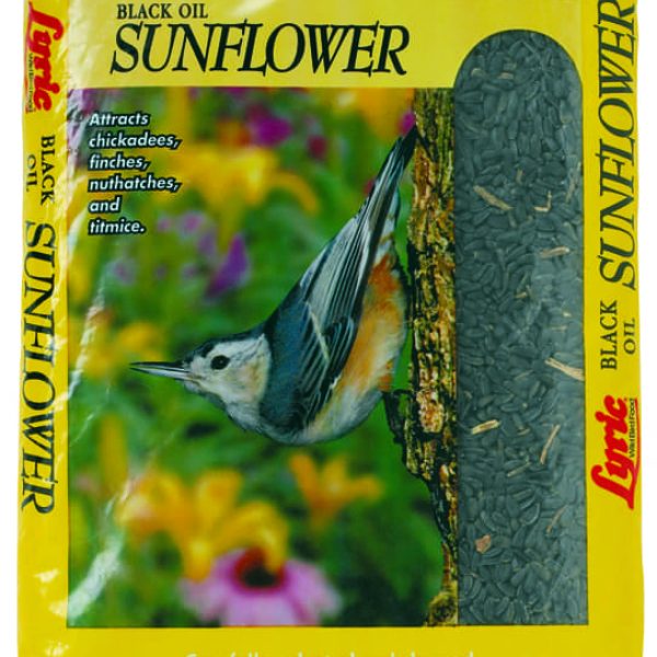 Black Oil Sunflower Seeds